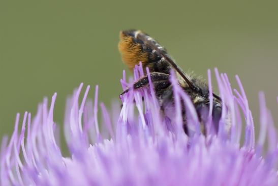vermutlich     Blattschneiderbiene     kein deutscher Name bekannt        Megachile centuncularis       ( Sachsen - Anhalt August 20202 )