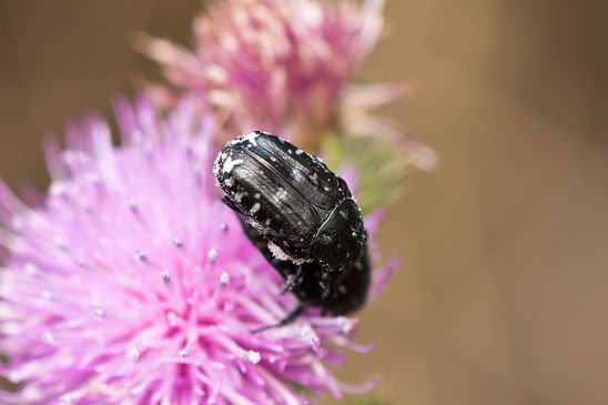 Trauer-Rosenkäfer     Oxythyrea funesta       ( Sachsen-Anhalt Juli 2022 )