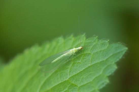 Gemeine Florfliege     Chrysoperla carnea       ( Tschechien  Böhmisches Mittelgebirge  Juli 2025 )