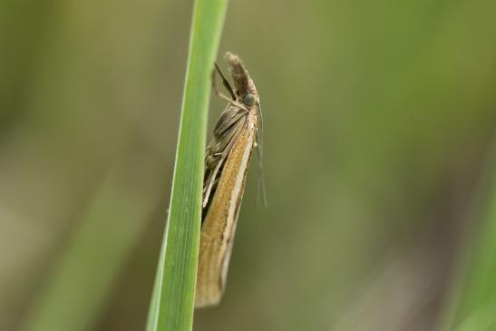 Zünsler kein deutscher Name bekannt       Agriphila tristella    oder    Weißstreifiger Feuchtwiesen-Graszünsler    Agriphila selasella      ( Sachsen - Anhalt August 2020 )