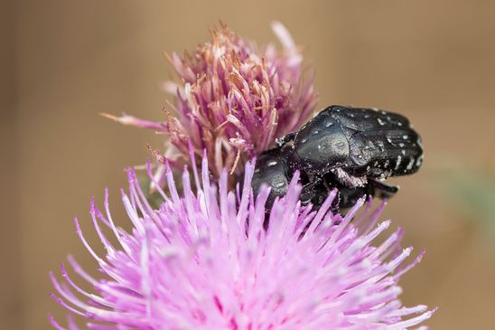 Trauer-Rosenkäfer     Oxythyrea funesta       ( Sachsen-Anhalt Juli 2022 )
