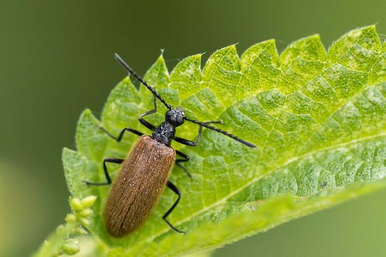   Gemeiner Wollkäfer         Lagria hirta         ( Tschechien  Böhmisches Mittelgebirge Juli 2025 )