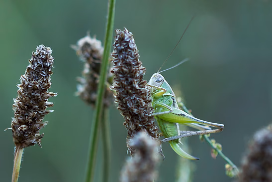 Roesels Beißschrecke       Metrioptera roeselii         weibliche  Nymphe           ( Baden - Württemberg Juni 2026 )