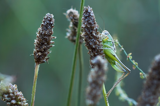 Roesels Beißschrecke       Metrioptera roeselii         weibliche  Nymphe           ( Baden - Württemberg Juni 2026 )
