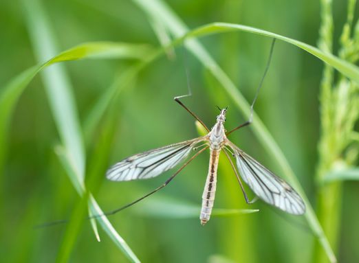 Frühlingsschnake        Tipula vernalis         ( Sachsen - Anhalt Mai 2024 )
