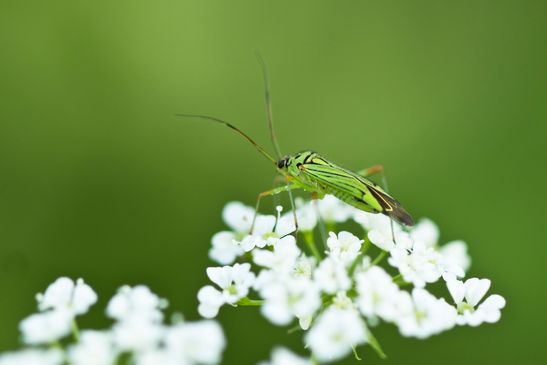 Eschen - Schmuckwanze        Mermitelocerus schmidtii          ( Sachsen - Anhalt   Mai 2024 )