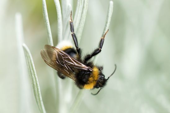  möglicherweise Keusche Kuckuckshummel         Bombus vestalis            ( Tschechien    Böhmisches Mittelgebirge   Juli 2025 )