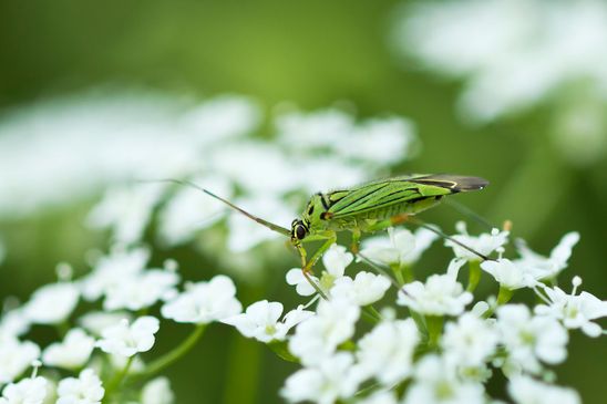 Eschen - Schmuckwanze        Mermitelocerus schmidtii          ( Sachsen - Anhalt   Mai 2024 )