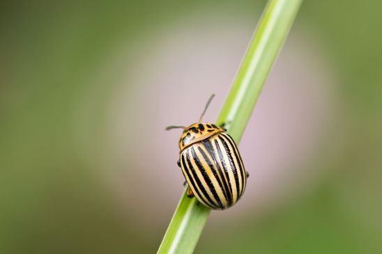 Kartoffelkäfer        Leptinotarsa decemlineata          ( Tschechien  Böhmisches Mittelgebirge Juli 2025 ) 