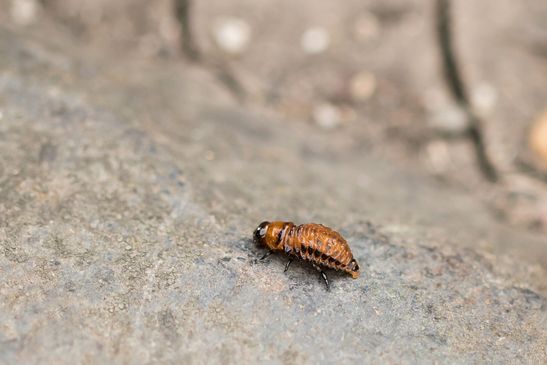 Kartoffelkäfer     Larve        Leptinotarsa decemlineata          ( Tschechien  Böhmisches Mittelgebirge Juli 2025 ) 