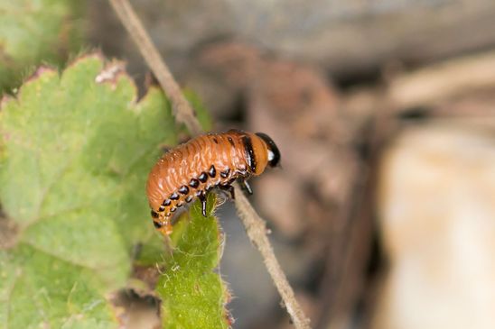 Kartoffelkäfer     Larve        Leptinotarsa decemlineata          ( Tschechien  Böhmisches Mittelgebirge Juli 2025 ) 