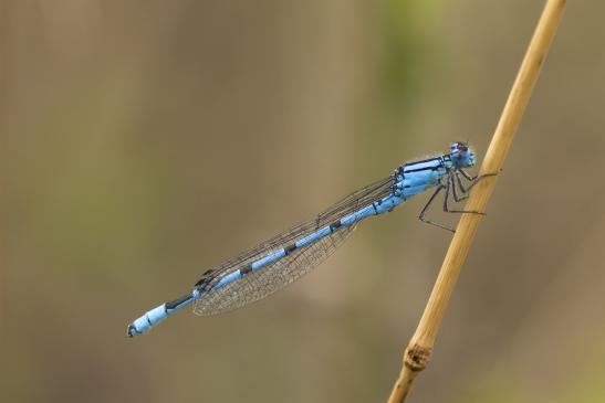 Gemeine Becherjungfer       Enallagma cyathigerum       ( Sachsen-Anhalt August 2020 )