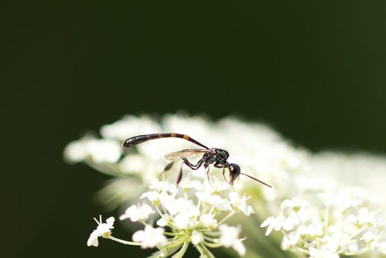 Schmalbauchwespe  Gasteruption sp.    männlich        ( Sachsen - Anhalt Juli 2022 )      