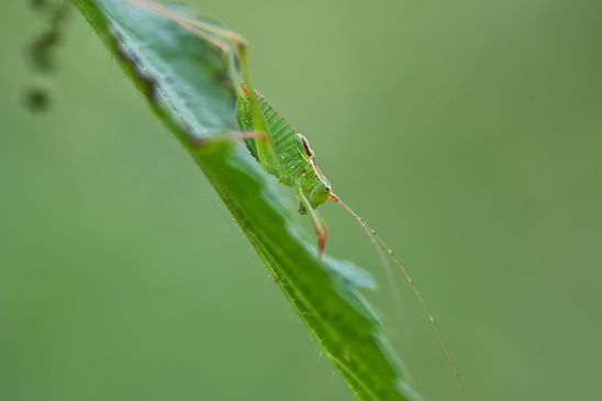 Punktierte Zartschrecke     Leptophyes punctatissima        männlich       ( Sachsen-Anhalt Juli 2022 )