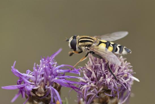 Gemeine Sumpfschwebfliege  / Gemeine Sonnenschwebfliege       Helophilus pendulus       ( Sachsen - Anhalt August 2020 ) 