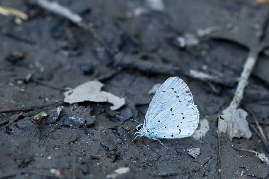 Faulbaumbläuling       Celastrina argiolus       ( Sachsen-Anhalt Juli 2022 )