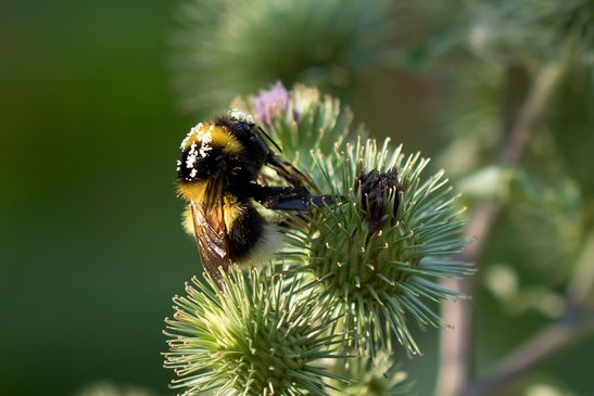 vermutlich Gartenhummel     Megabombus hortorum     oder Feldhummel   Bombus ruderatus      ( Sachsen - Anhalt  Juli 2022 )