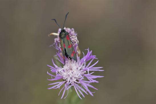 Sechsfleck - Widderchen       Zygaena filipendulae       ( Sachsen - Anhalt August 2020 )      