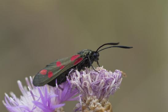 Sechsfleck - Widderchen       Zygaena filipendulae       ( Sachsen - Anhalt August 2020 ) 