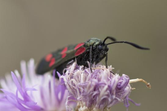 Sechsfleck - Widderchen       Zygaena filipendulae       ( Sachsen - Anhalt August 2020 ) 