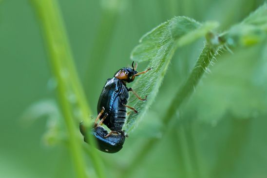 Blattkäfer      kein deutscher Name bekannt       Chrysomela collaris            ( Sachsen-Anhalt Mai 2024 ) 