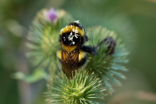vermutlich Gartenhummel       Megabombus hortorum       oder Feldhummel   Bombus ruderatus   ( Sachsen - Anhalt  Juli 2022 )