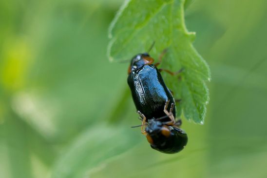 Blattkäfer      kein deutscher Name bekannt       Chrysomela collaris            ( Sachsen-Anhalt Mai 2024 ) 
