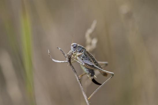 Westliche Beißschrecke       Platycleis albopunctata       weiblich       ( Sachsen - Anhalt August 2020 )