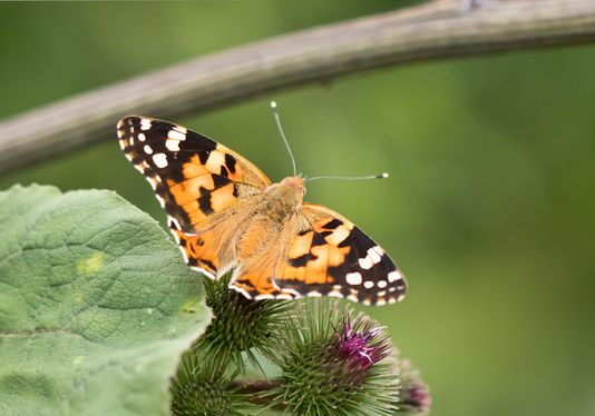   Distelfalter        Vanessa cardui         ( Tschechien  Böhmisches Mittelgebirge Juli 2025 )