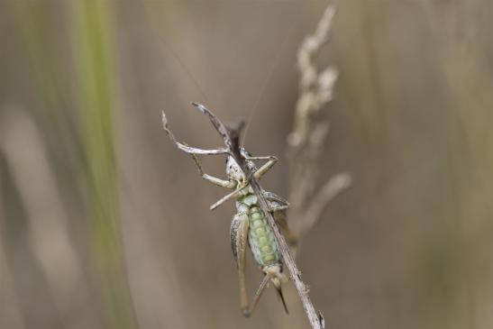 Westliche Beißschrecke       Platycleis albopunctata       weiblich       ( Sachsen - Anhalt August 2020 )