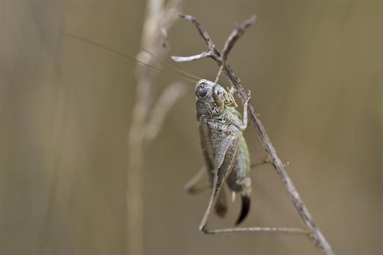 Westliche Beißschrecke       Platycleis albopunctata       weiblich      ( Sachsen - Anhalt August 2020 )