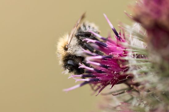 Noch unbestimmt           ( Tschechien    Böhmisches Mittelgebirge   Juli 2025 )