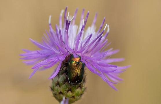 Seidiger Fallkäfer     Cryptocephalus sericeus       oder       Smaragd - Fallkäfer      Chryptocephalus aureolis       ( Sachsen-Anhalt Juli 2022 )     