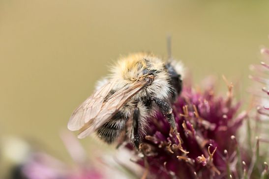 Noch unbestimmt           ( Tschechien    Böhmisches Mittelgebirge   Juli 2025 )