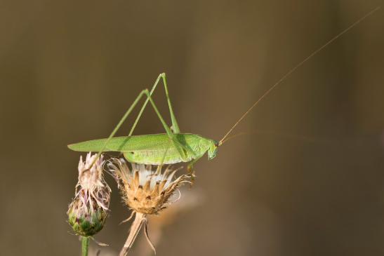 Gemeine Sichelschrecke       Phaneroptera falcata       ( Sachsen - Anhalt August 2022 )