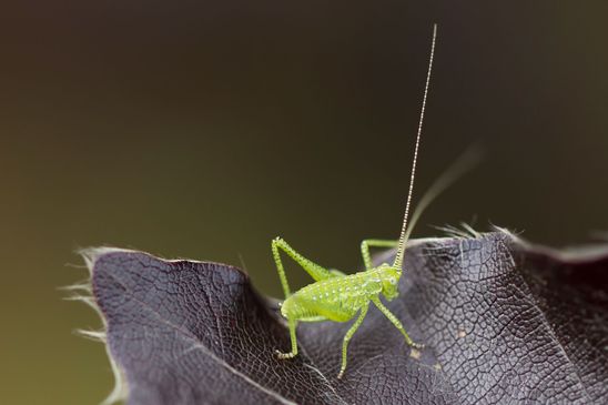 Gestreifte Zartschrecke       Leptophyes albovittata        Nymphe         ( Brandenburg  Mai  2024 )
