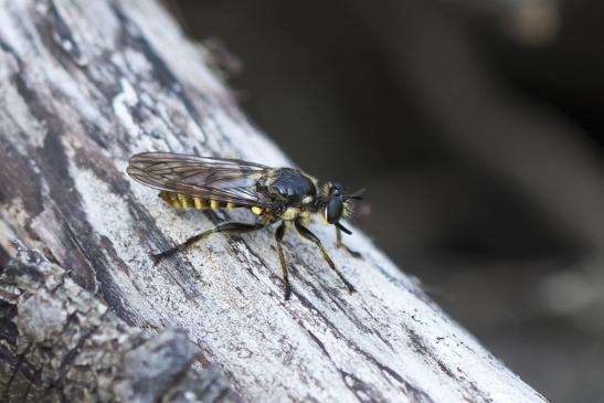 vermutlich    Fransen - Mordfliege       Choerades fimbriata       ( Sachsen - Anhalt August 2020 ) 