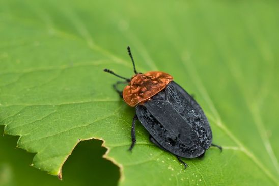 Rothalsige Silphe       Oiceoptoma thoracica          ( Tschechien  Böhmisches Mittelgebirge  Juli 2025 )