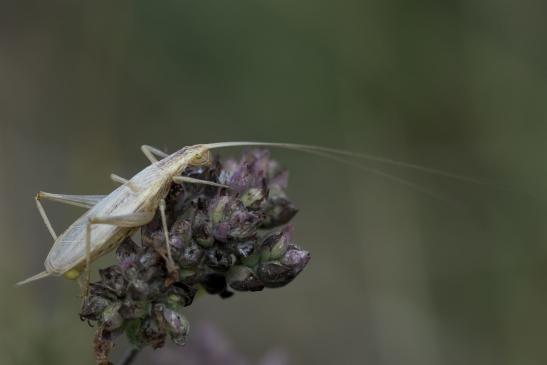 Weinhähnchen       Oecanthus pellucens       ( Sachsen - Anhalt  August  2020 )