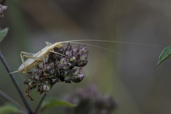 Weinhähnchen       Oecanthus pellucens       ( Sachsen - Anhalt  August  2020 )