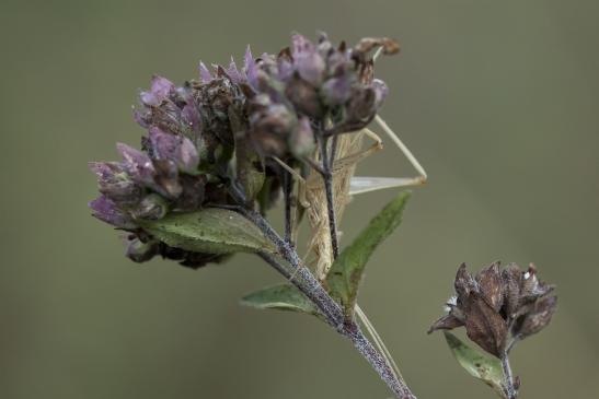 Weinhähnchen       Oecanthus pellucens       ( Sachsen - Anhalt  August  2020 )