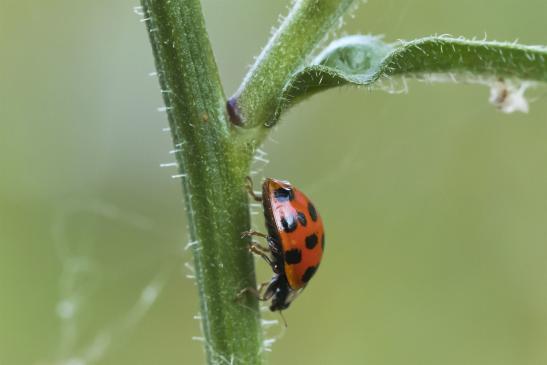 Asiatischer Marienkäfer       eine von vielen Farbvarianten       Harmonia axyridis       ( Wernigerode   Harz   August 2020 )