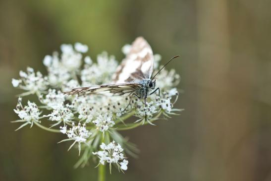 Schachbrett     Melanargia galathea     ( Sachsen-Anhalt Juli 2022 )