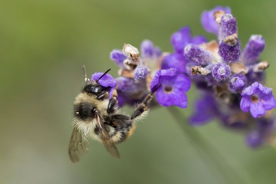 Noch unbestimmt           ( Tschechien    Böhmisches Mittelgebirge   Juli 2025 )