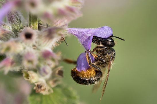 noch unbestimmt         ( Brandenburg Mai 2024 )