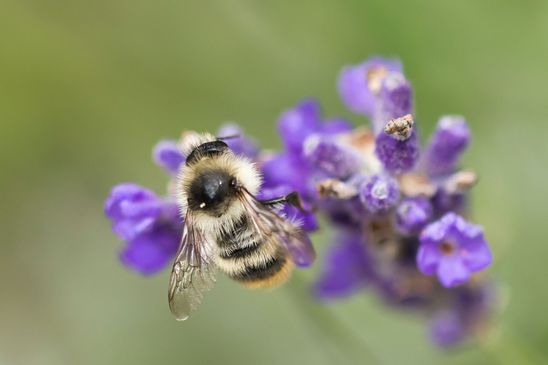 Noch unbestimmt           ( Tschechien    Böhmisches Mittelgebirge   Juli 2025 )