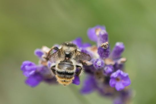 Noch unbestimmt           ( Tschechien    Böhmisches Mittelgebirge   Juli 2025 )