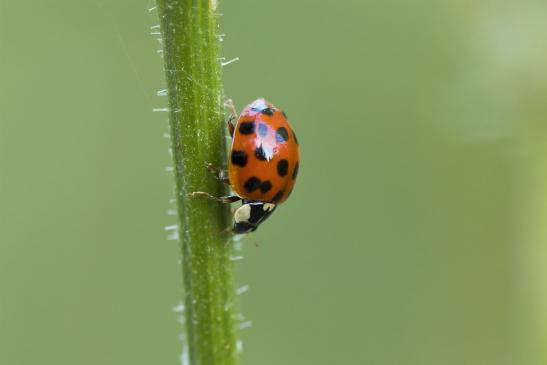 Asiatischer Marienkäfer       eine von vielen Farbvarianten       Harmonia axyridis       ( Wernigerode   Harz   August 2020 )