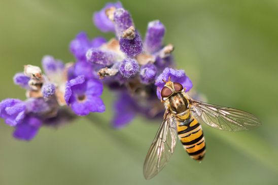 Hain-Schwebfliege     Episyrphus balteatus      weiblich         ( Tschechien  Böhmisches Mittelgebirge Juli 2025 )