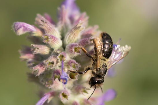 noch unbestimmt         ( Brandenburg Mai 2024 )